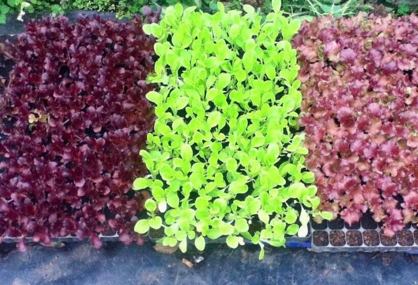 Апартаменты 1 Спальня Вид на Сад, Quinta Dos Sabores Farm Houses