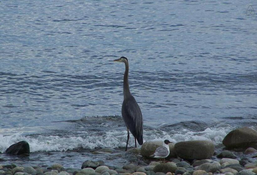 带海景的标准房, Qualicum Breeze Beach Resort