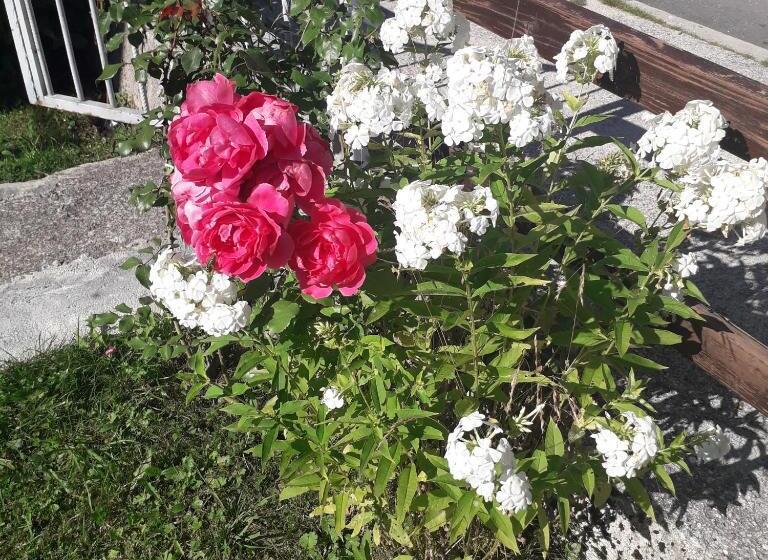 اتاق لوکس, Guesthouse Andrea A
