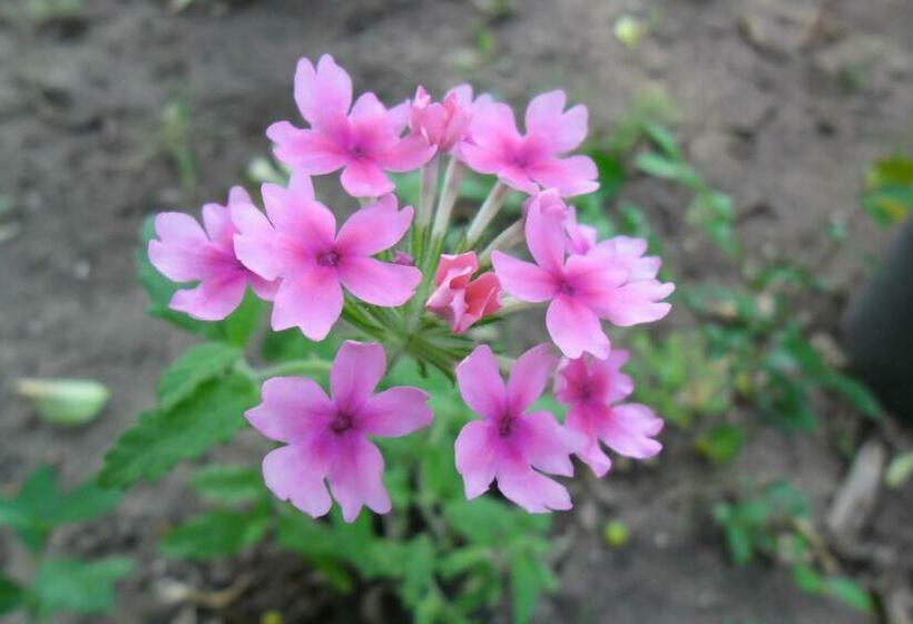 بنگله خانوادگی, Cesur Pansiyon