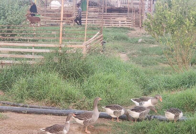 اتاق استاندارد با چشم‌انداز باغ, Bostan Farm