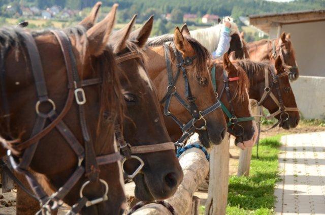 Трехместный Номер Deluxe, Q Ranch