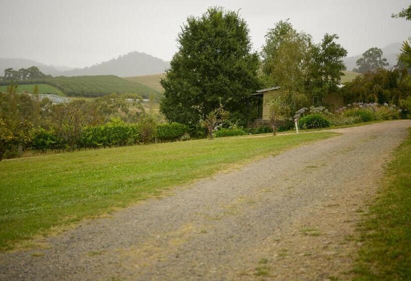 کابین, Borrodell Vineyard