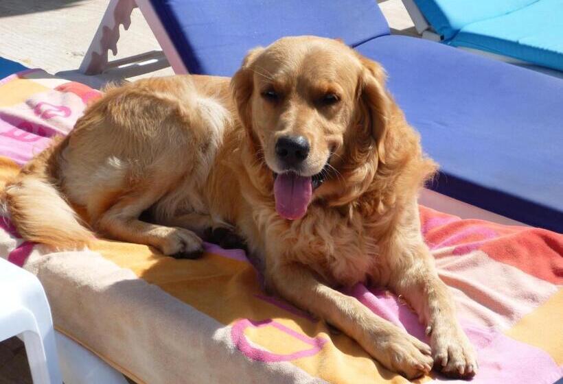 Апартаменты 1 Спальня, Merve Apartments, Your Home From Home In Central Bodrum, Street Cats Frequent The Property, Not All