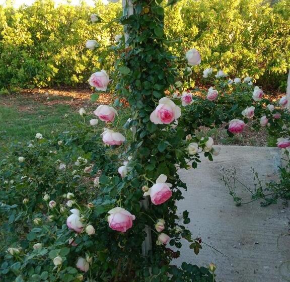 شقة غرفة واحدة, Il Giardino Dei Tramonti