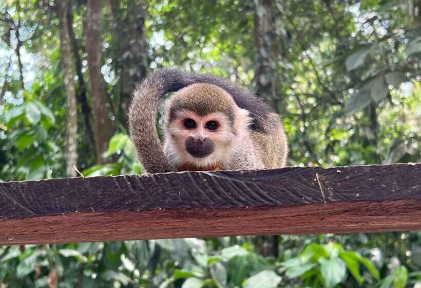 Seng i Delt Værelse, Karupa Amazonas