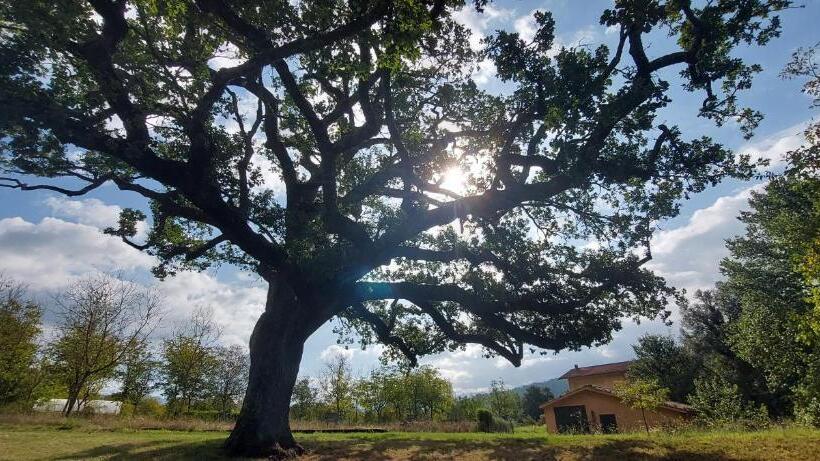 Номер Стандарт с Террасой, La Quercia Sul Lao Bed&breakfast