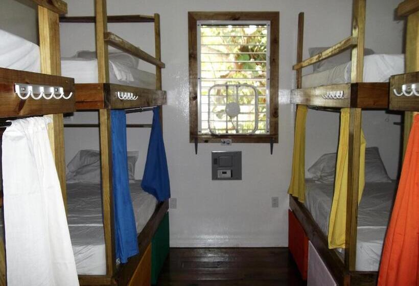 Кровать в Общей Комнате, The Funky Dodo Backpackers Hostel