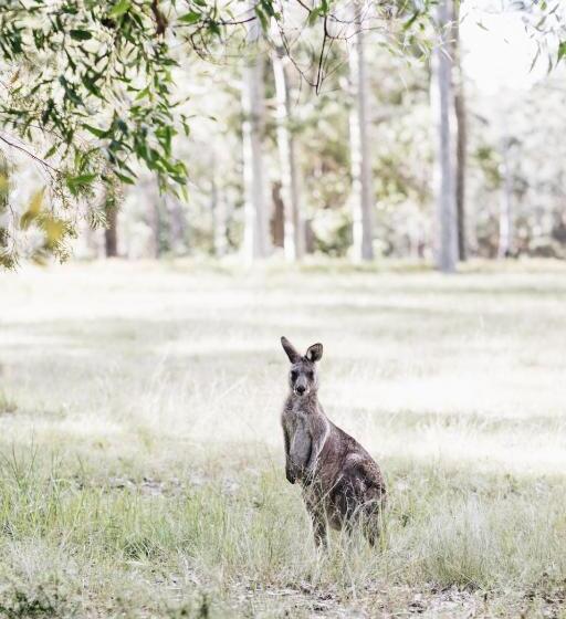 Студия Стандарт, Worrowing Jervis Bay