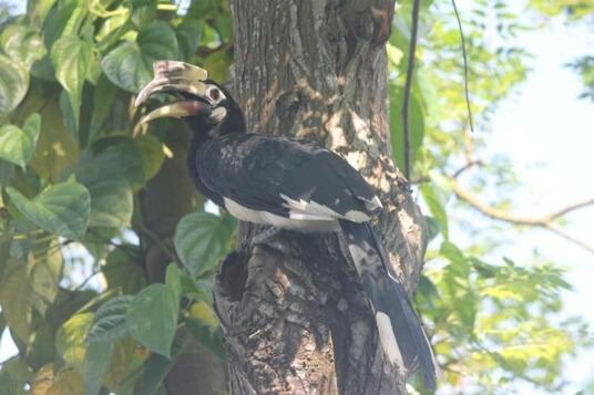 豪华房间, Shoolin Wood