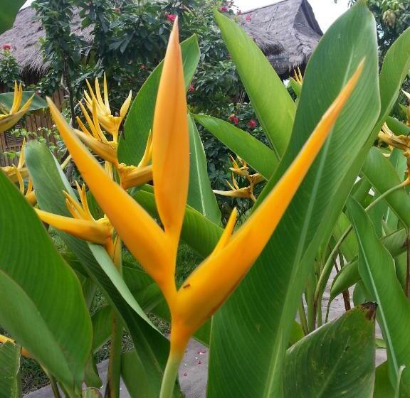 بنجلو قياسى, Bird Of Paradise Bungalows