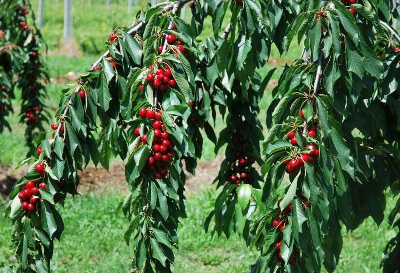 침실 1개 아파트, Agriturismo Terra E Sole